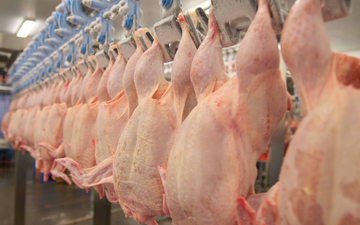 Whole chickens seen on the production line in a chicken processing plant