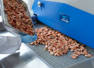 A batch of prawns going in to a CRYOLINE CW IQF Freezer